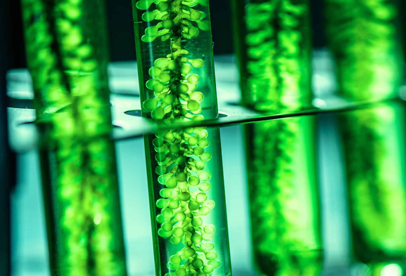 Nature’s Collagen: Why Microalgae Matters for Skin Resilience